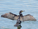 Cormorant – Kormoran
